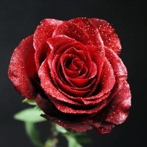 une rose de couleur rouge