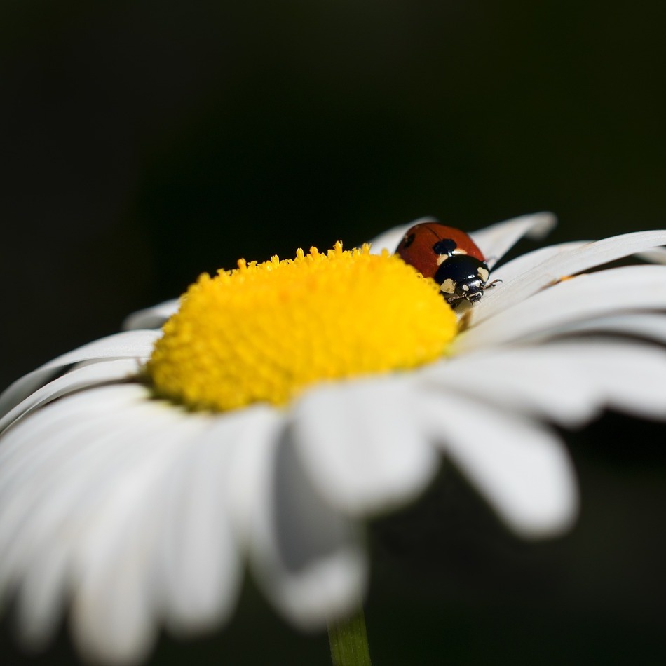 Photo de Marguerite SOULARD